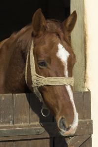 horse