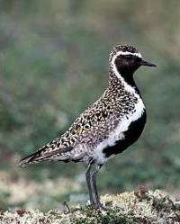 golden-plover