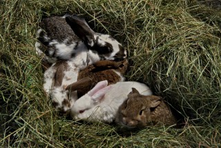 Rabbit farming in Iceland, a Novelty item-thumbnail
