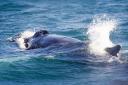 Icelandic whale