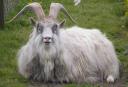 Woolly Icelandic sheep