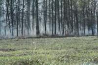 Forest fires fought in Sweden item-thumbnail
