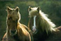 Icelandic horse show