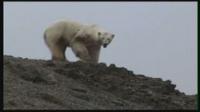 Polar bear Iceland