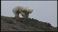Polar bear killed in Iceland item-thumbnail