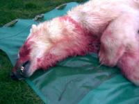 Second polar bear killed in Iceland