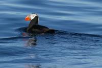 The wrong sort of puffin