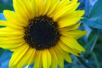 Happy sunflower