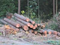 WWF warns Finland of illegal timber purchases item-thumbnail