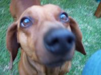 Dog wins Mobile Phone Throwing World Championships item-thumbnail