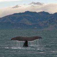 Norway not hunting enough whales item-thumbnail