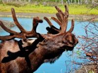 Norway’s rare albino moose under threat item-thumbnail
