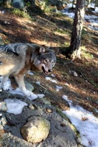 Swedish King’s support for wolf hunting raises hackles item-thumbnail