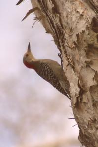 woodpecker