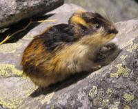 Climate change threatening lemmings