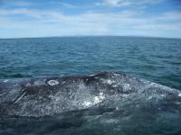 Norway lowers 2009 whale quota item-thumbnail
