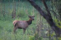 Dogs save Swedish man from crazed elk item-thumbnail