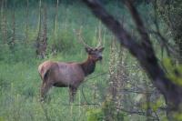 elk