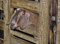 Swedish Christmas goat torched by vandals item-thumbnail