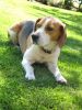 Danish postmen fight dogs with treats item-thumbnail