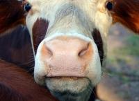 cow