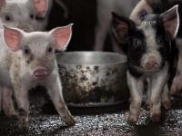 World’s first natural transgenic clones born in Denmark item-thumbnail