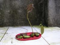To the Class of 2009: Mango seeds don’t need soil to grow item-thumbnail