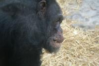Swedish zoo chimp frighteningly clever item-thumbnail