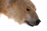 Northern nations band together to save the polar bear item-thumbnail
