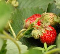 strawberries