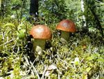 mushrooms radioactive