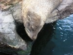 European Union seal ban angers Inuit people item-thumbnail