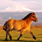 Icelandic foal from Urvalshestar