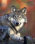 Swedish wolf hunt ends in criticism item-thumbnail