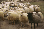 Get inspired by Icelandic knitting with yarn craft festival Loops off-venue programme item-thumbnail