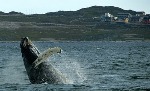 Iceland increase whaling quotas for 2014 item-thumbnail