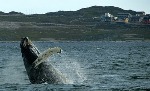 Controversy as Iceland resumes fin whale hunt