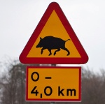 Wild boar attack in Sweden