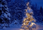 Fall in popularity of Norwegian Christmas trees