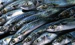 Shetland fishermen want to scrap Faroese mackerel deal