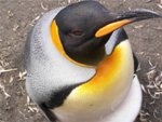 Gay penguins hatch egg at Danish zoo item-thumbnail