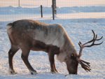 Reflectors save reindeer from road kill fate