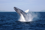 Whale watching season in Iceland to begin item-thumbnail