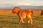 Discover horseback riding holidays in Iceland with Nordic Travel item-thumbnail