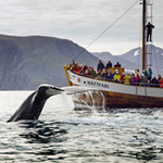 Interest for holidays in Iceland grows as whale watching season gears up item-thumbnail