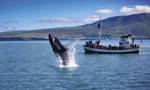National Geographic Traveller and Discover the World team up with Icelandair for Iceland holiday competition item-thumbnail
