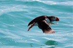 Tours in Iceland gear up as puffin population returns home item-thumbnail