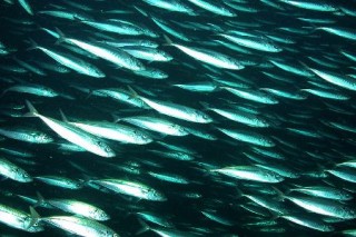 Iceland: Mackerel talks reach standstill again