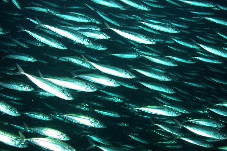 New mackerel catch maximum agreed upon between Iceland, Norway, Greenland,  Faroe Islands