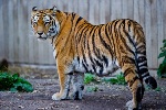 Captive_Siberian_tiger_-_Copenhagen_Zoo,_Denmark2